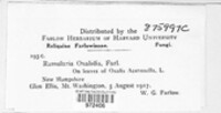 Ramularia oxalidis image